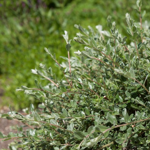 Salix repens 'Nitida' - Liivpaju 'Nitida' C2/2L